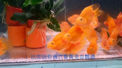 血鸚鵡 混養|【血鸚鵡混養】血鸚鵡配什麼魚混養才和諧？盤點血鸚鵡最適合的。